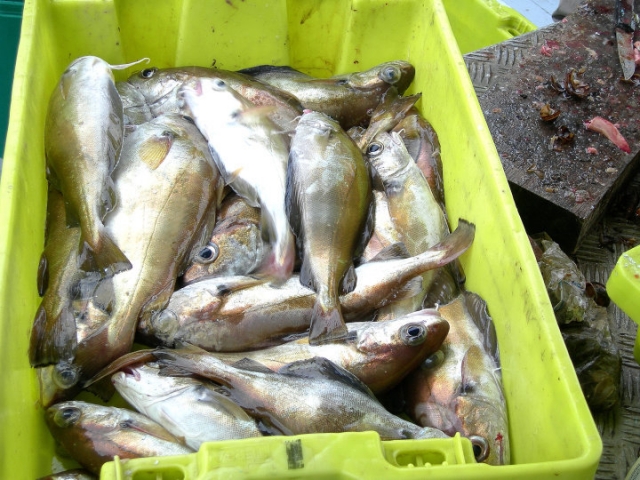  Las capturas en el cuale del pescador 